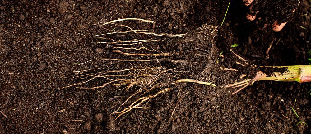 Corn roots in soil